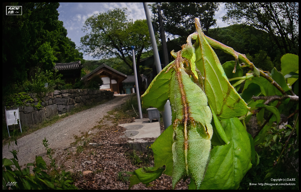 별박이세줄나비 : Butterflies in Korea - NIKON D7000 Insect Macro Photography